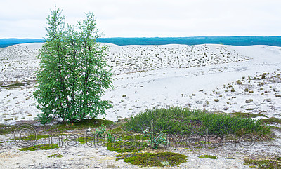 BB 15 0405 / Betula nana nana / Dvergbjørk <br /> Betula pubescens / Bjørk <br /> Calluna vulgaris / Røsslyng